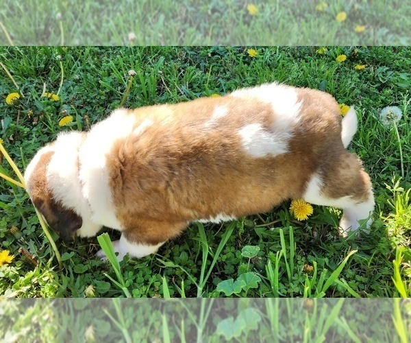 Medium Photo #22 Saint Bernard Puppy For Sale in TURLOCK, CA, USA