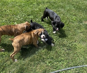 Boxer Puppy for sale in MEMPHIS, MI, USA