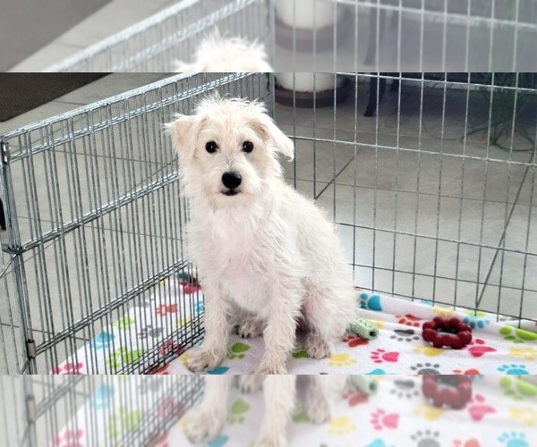 Medium Photo #6 Schnoodle (Miniature) Puppy For Sale in ORO VALLEY, AZ, USA