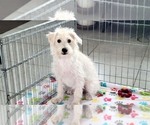 Small #5 Schnoodle (Miniature)