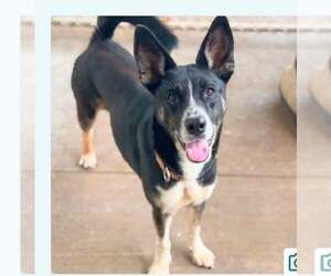 Mutt Dogs for adoption in Martinsburg, WV, USA