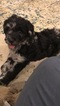 Small Photo #9 Aussiedoodle-Poodle (Standard) Mix Puppy For Sale in ENTERPRISE, AL, USA