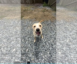 Nyla - Female Labrador Retriever-Unknown Mix Dog for Adoption - Photo #4
