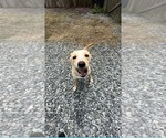 Small #3 Labrador Retriever Mix
