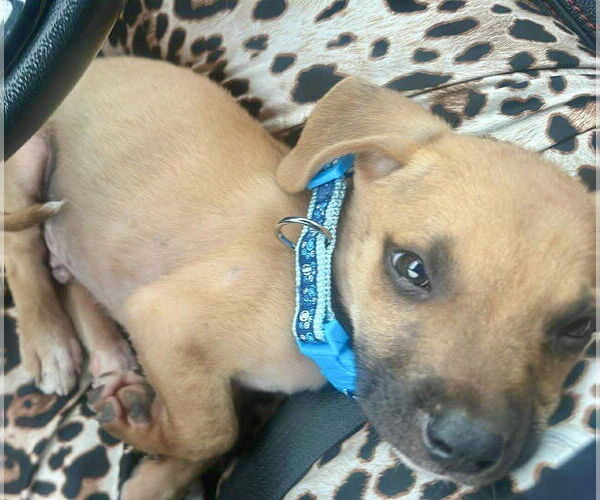 Medium Photo #3 Labrador Retriever-Unknown Mix Puppy For Sale in Jefferson, NJ, USA