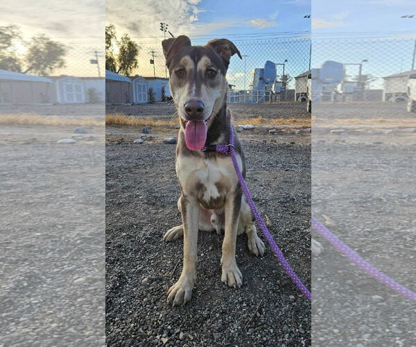 Medium Photo #1 Doberman Pinscher-Huskies  Mix Puppy For Sale in El Centro, CA, USA