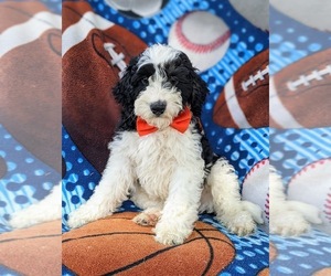 Miniature Bernedoodle Puppy for sale in OXFORD, PA, USA
