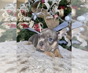 French Bulldog Puppy for sale in HEMET, CA, USA