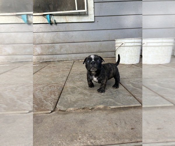 Medium Photo #1 American Bully Puppy For Sale in HOUSTON, TX, USA