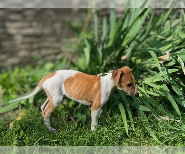 Medium Photo #1 Whippet Puppy For Sale in ONEIDA, TN, USA