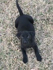 Labrador Retriever Puppy for sale in GODDARD, KS, USA