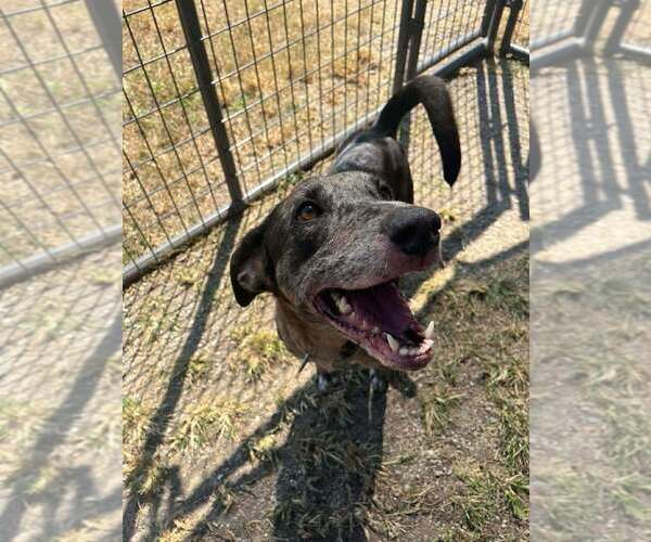 Medium Photo #3 Catahoula Leopard Dog-Unknown Mix Puppy For Sale in Abbeville, LA, USA