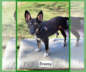 Australian Kelpie-Unknown Mix Dogs for adoption in Granbury, TX, USA