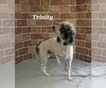 Small #18 Poodle (Miniature)