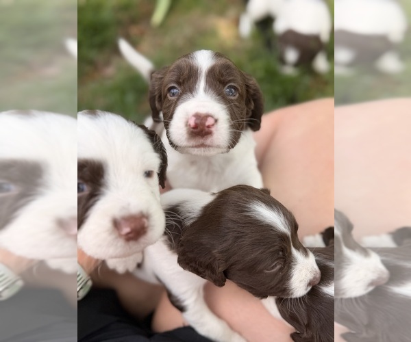 Medium Photo #1 English Springer Spaniel Puppy For Sale in VIRGINIA, MN, USA