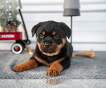 Puppy Hector Rottweiler