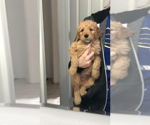 Golden Retriever-Goldendoodle Mix Puppy for sale in SAINT ANN, MO, USA