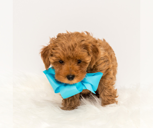 Medium Photo #4 Maltipoo Puppy For Sale in LITTLE ROCK, AR, USA