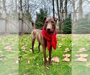 Labrador Retriever-Unknown Mix Dogs for adoption in Bellevue, WA, USA