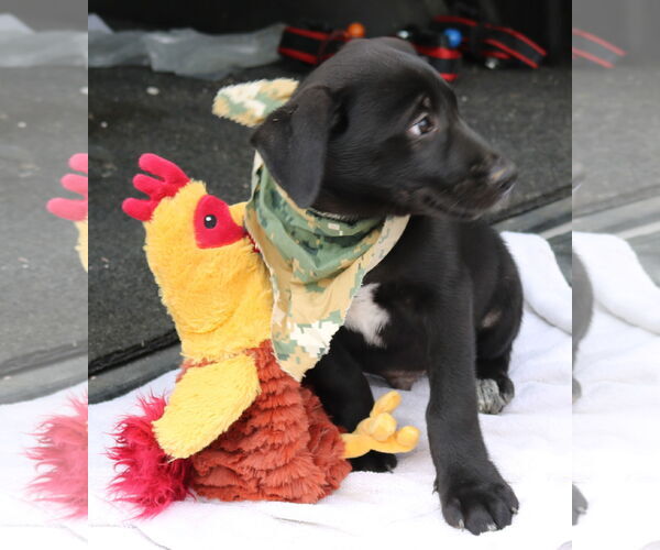 Medium Photo #3 Shepradors Puppy For Sale in Bandera, TX, USA