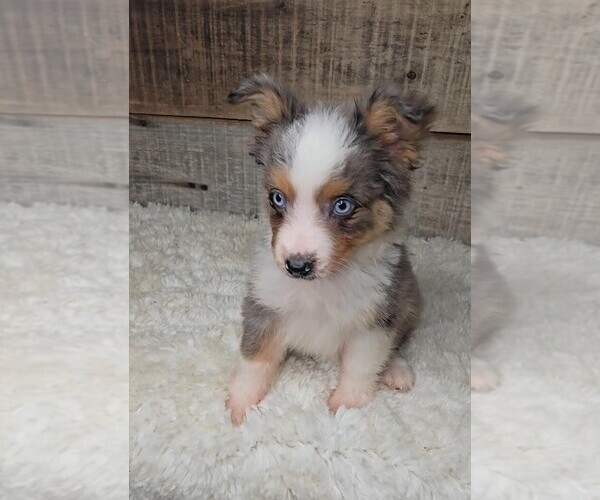 Medium Photo #3 Miniature Australian Shepherd Puppy For Sale in JASONVILLE, IN, USA