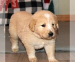 Small #1 Golden Pyrenees