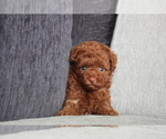 Small Photo #4 Poodle (Miniature) Puppy For Sale in WASHINGTON, DC, USA