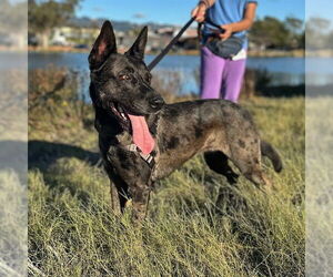 Catahoula Leopard Dog-German Shepherd Dog Mix Dogs for adoption in Berkeley , CA, USA