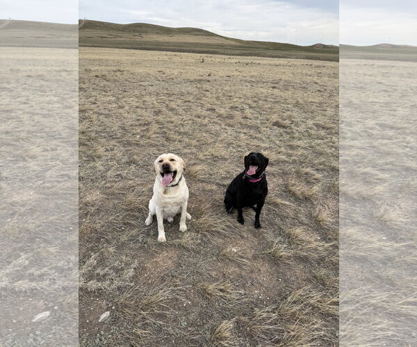 Medium Photo #3 Labrador Retriever-Unknown Mix Puppy For Sale in Fort Collins, CO, USA