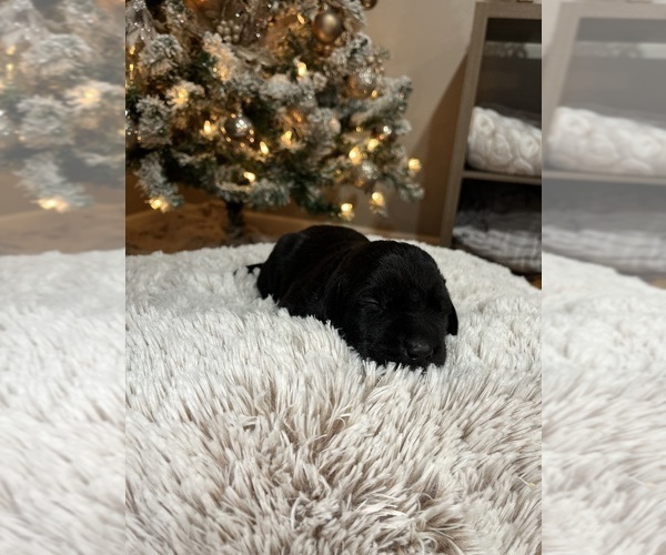 Medium Photo #9 Labrador Retriever Puppy For Sale in DAVEY, NE, USA