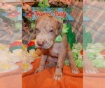 Puppy AKC Sandy Great Dane
