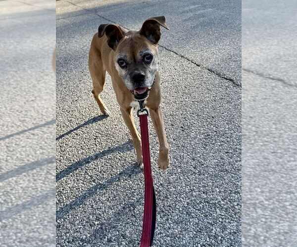 Medium Photo #3 Boxer Puppy For Sale in Evansville, IN, USA