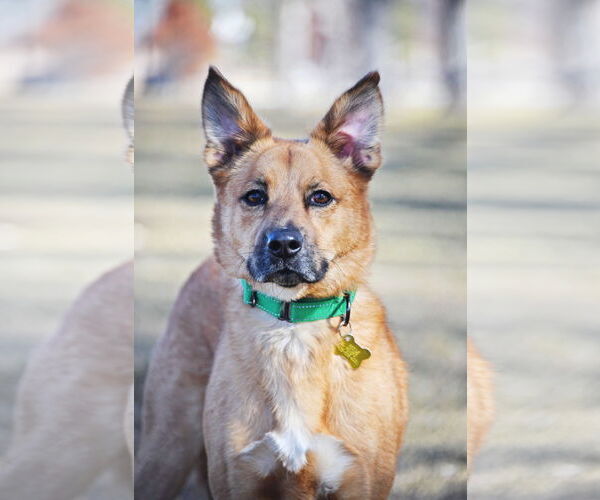 Medium Photo #4 Mutt Puppy For Sale in Sandy, UT, USA