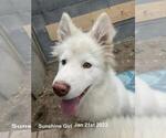 Small Photo #1 Samoyed-Siberian Husky Mix Puppy For Sale in ENCINO, CA, USA
