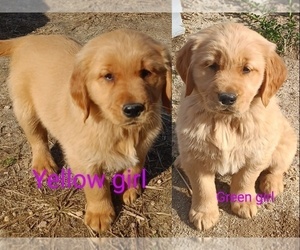 Golden Retriever Puppy for sale in WAKE FOREST, NC, USA
