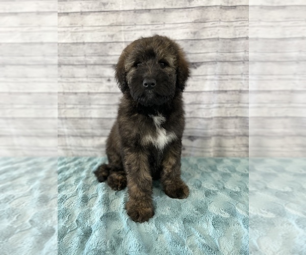 Medium Photo #1 Aussiedoodle Puppy For Sale in UNIONVILLE, IA, USA