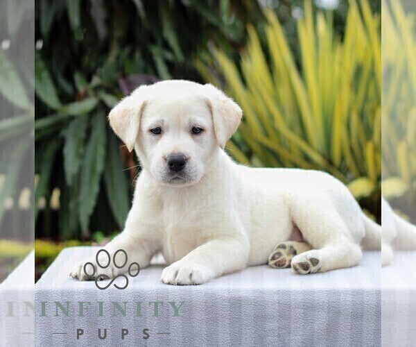 Medium Photo #4 Labrador Retriever Puppy For Sale in GORDONVILLE, PA, USA