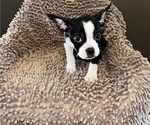 Puppy 2 Faux Frenchbo Bulldog-Unknown Mix
