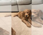 Small Photo #6 Goldendoodle Puppy For Sale in WEST HILLS, CA, USA