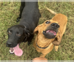 Small Photo #3 Coonhound-Unknown Mix Puppy For Sale in Decatur, GA, USA
