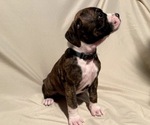 Puppy 3 Boxer-Bullmastiff Mix