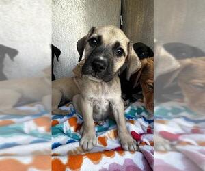 Mutt Dogs for adoption in San Antonio, TX, USA