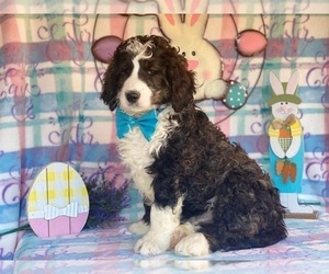 Bernedoodle Puppy for sale in LANCASTER, PA, USA