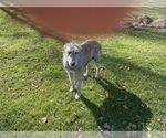 Small #6 Irish Wolfhound