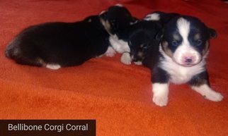 Pembroke Welsh Corgi Puppy for sale in SPRINGVILLE, IN, USA