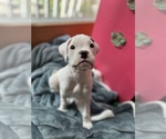Small Photo #8 Boxer Puppy For Sale in EAST FISHKILL, NY, USA