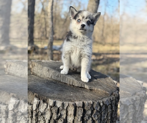 Medium Photo #21 Alaskan Klee Kai-Pomsky Mix Puppy For Sale in STAPLES, MN, USA