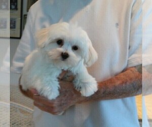 Mother of the Maltese puppies born on 01/08/2021
