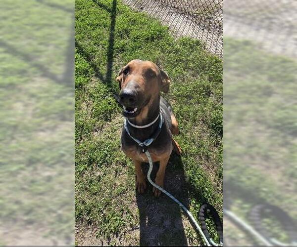 Medium Photo #1 German Shepherd Dog-Unknown Mix Puppy For Sale in Houston, TX, USA