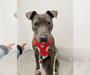 Lily - Female American Bulldog Dog for Adoption - Photo #3